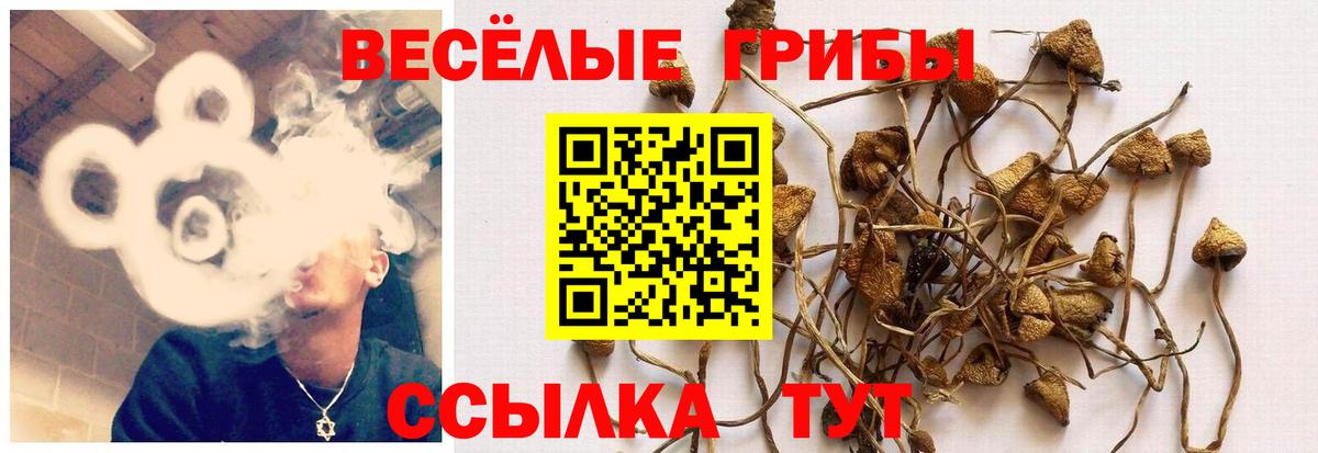 Находка  Галлюциногенные грибы MAGIC MUSHROOMS  Вход с VPN 